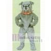 Cute Bulldog Mascot Costume